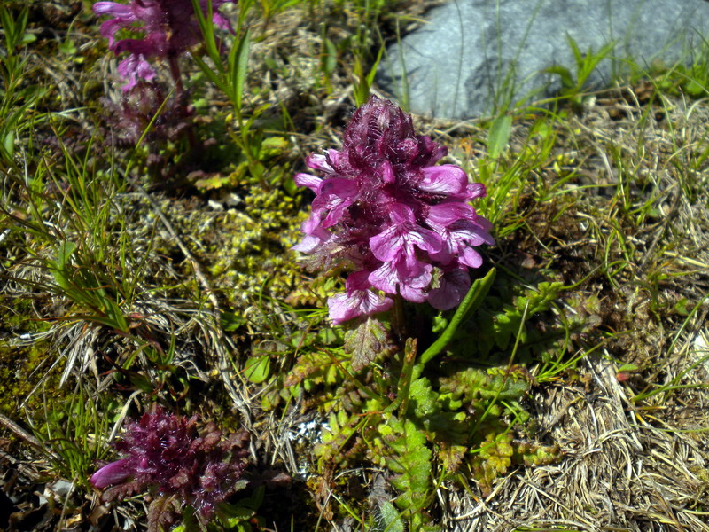 Pedicularis verticillata