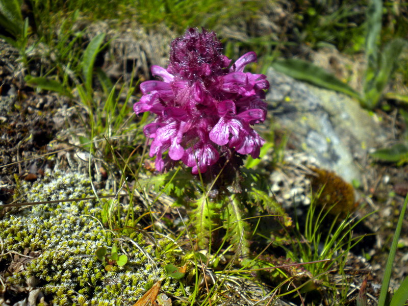 Pedicularis verticillata