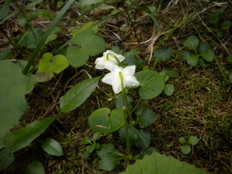 Moneses uniflora / Piroletta soldanina