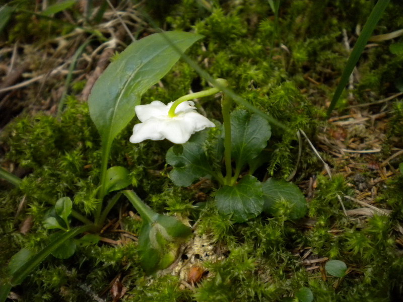 Moneses uniflora / Piroletta soldanina