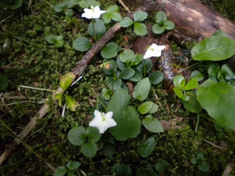 Moneses uniflora / Piroletta soldanina