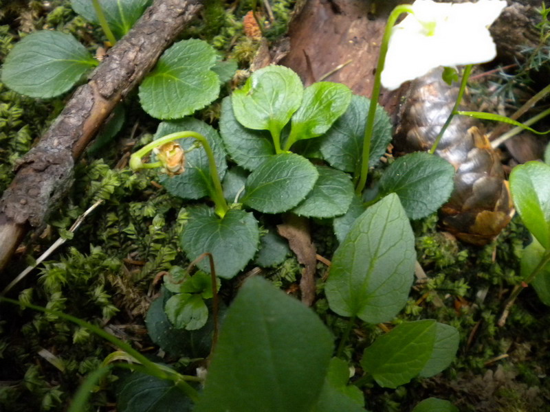 Moneses uniflora / Piroletta soldanina