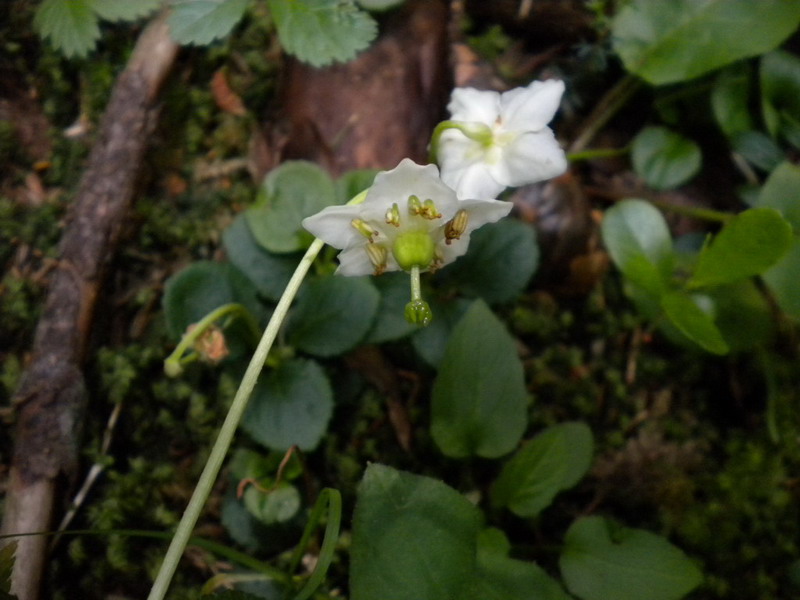 Moneses uniflora / Piroletta soldanina