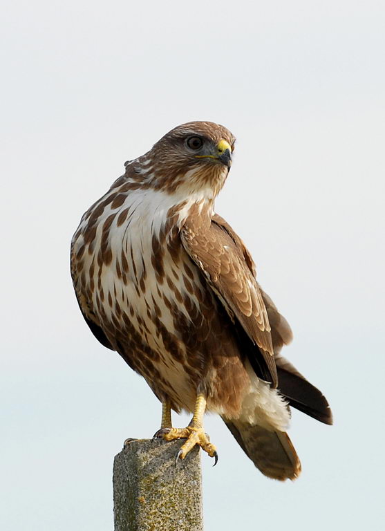 Poiana - Buteo buteo