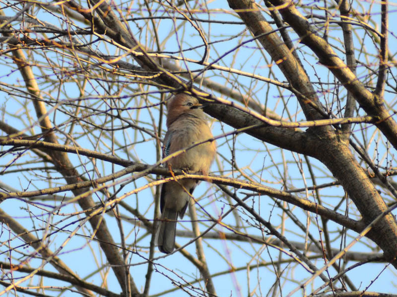 Perch imitare altre specie?