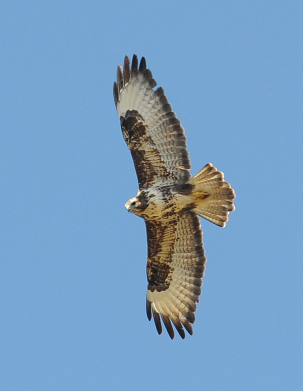 Poiana - Buteo buteo