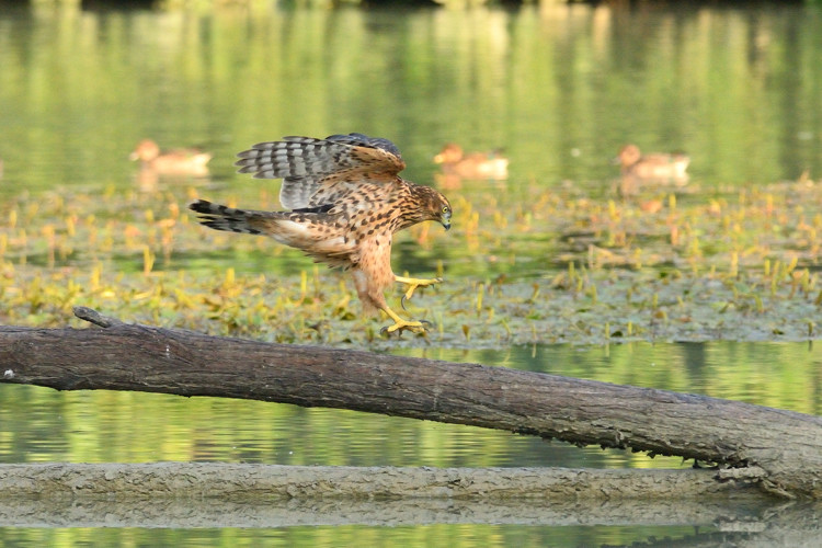 Astore - Accipiter gentilis