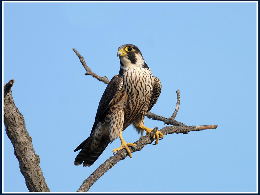 Falco pellegrino - Falco peregrinus