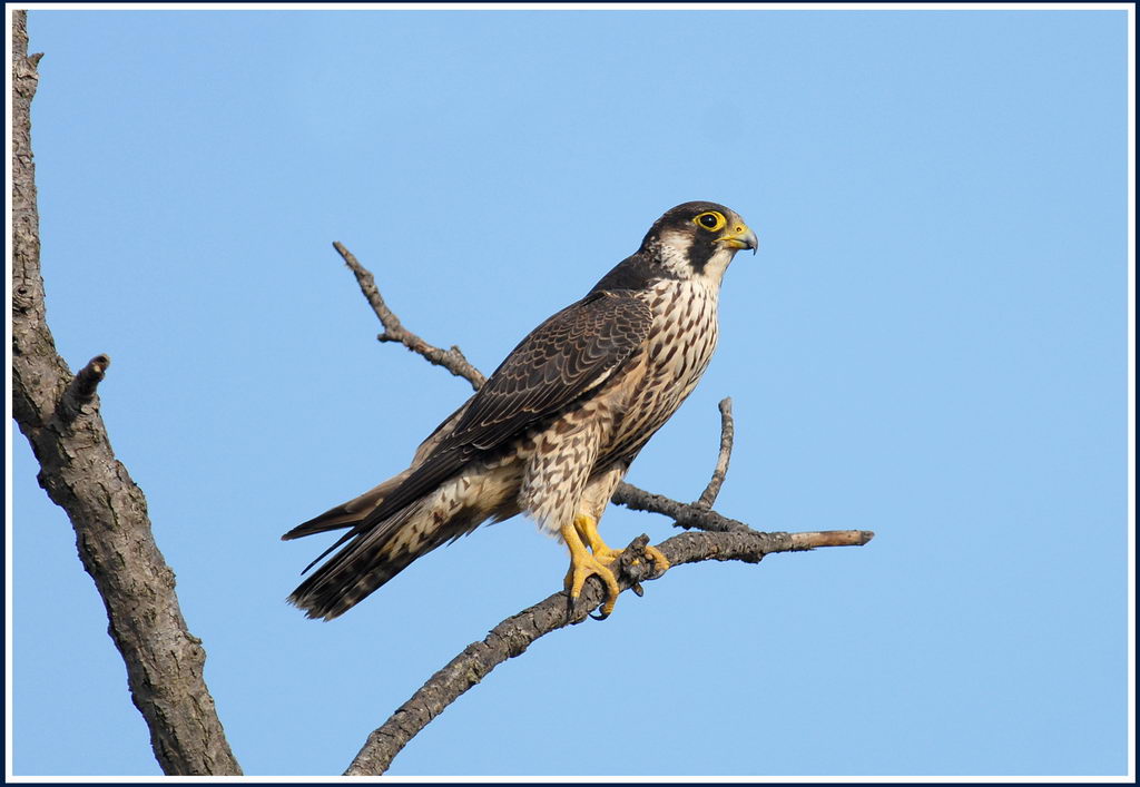 Falco pellegrino - Falco peregrinus