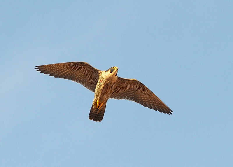 Falco pellegrino - Falco peregrinus