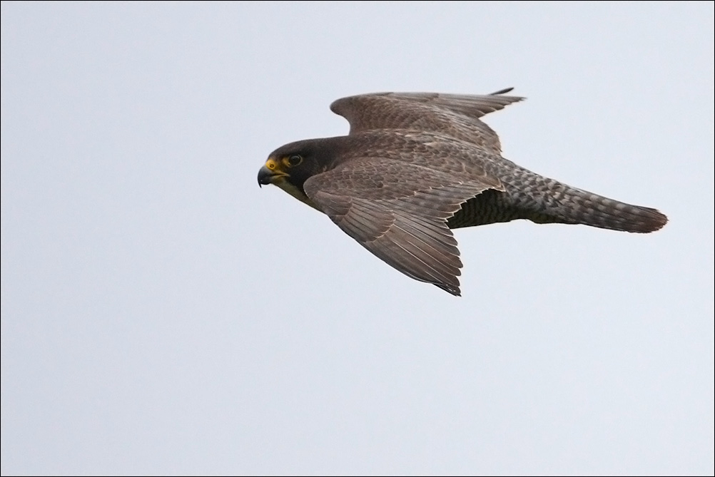 Falco pellegrino - Falco peregrinus