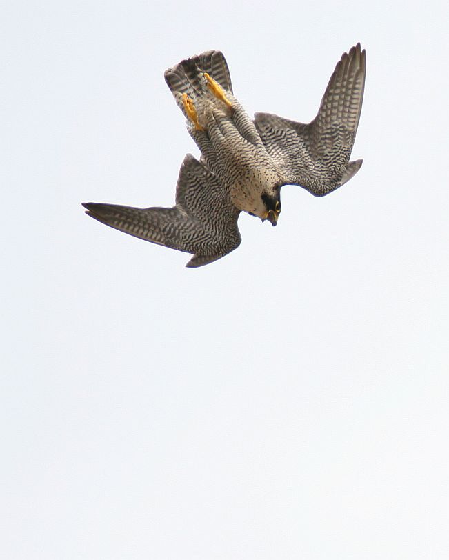 Falco Pellegrino Falco Peregrinus Forum Natura