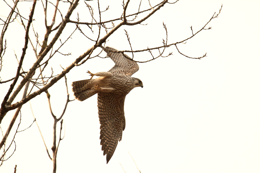 Falco pellegrino - Falco peregrinus