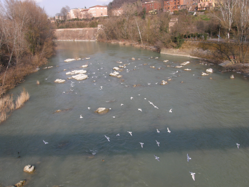 Gabbiano comune inanellato