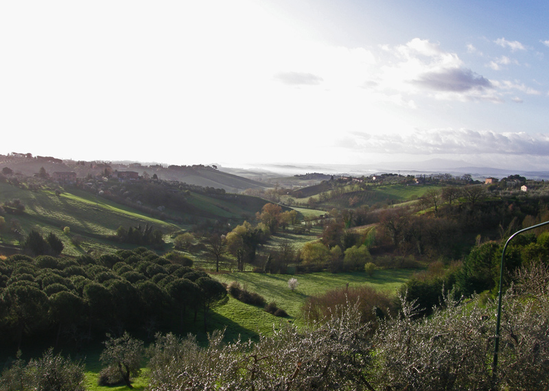 verzellino..voglia di primavera??