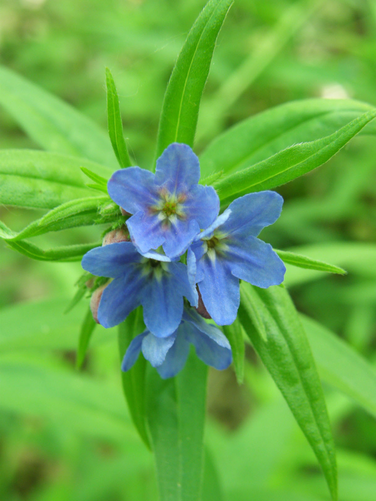 Buglossoides purpurocaerulea