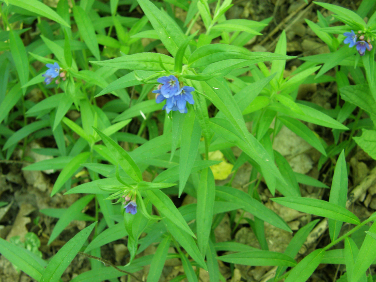 Buglossoides purpurocaerulea