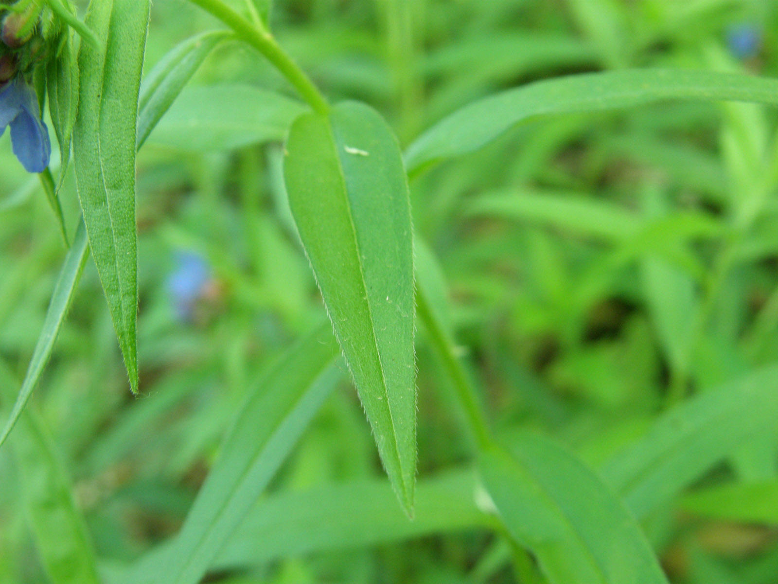 Buglossoides purpurocaerulea