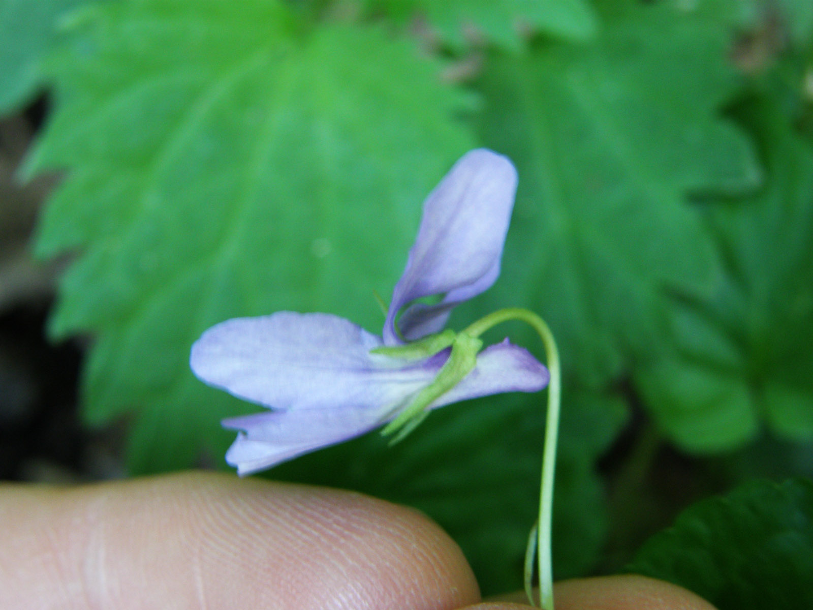 Viola reichenbachiana