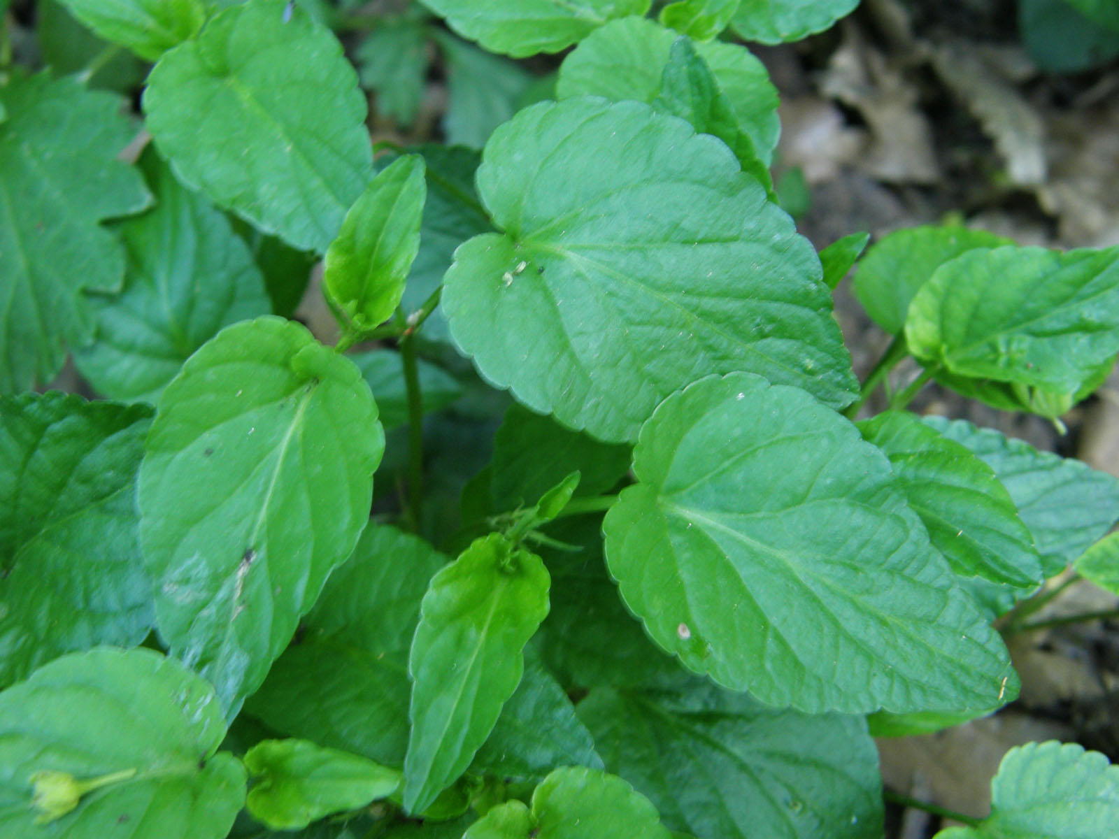 Viola reichenbachiana