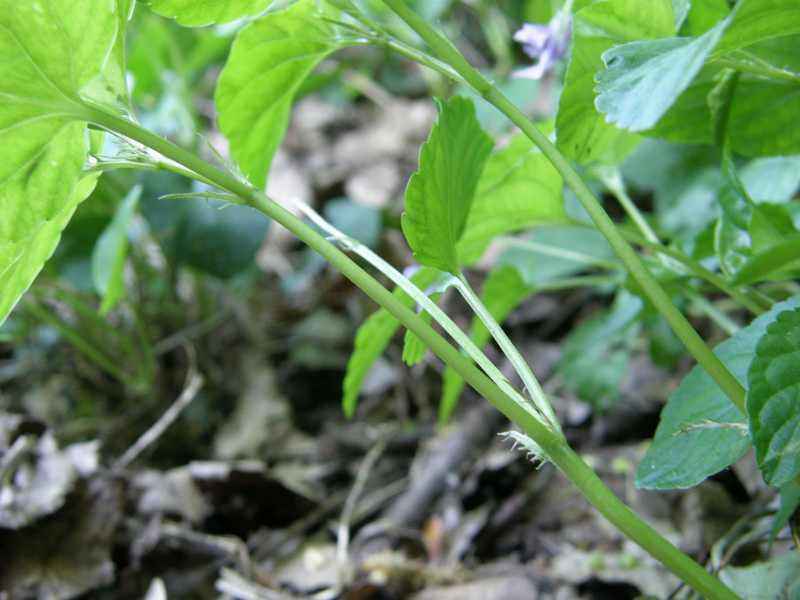 Viola reichenbachiana