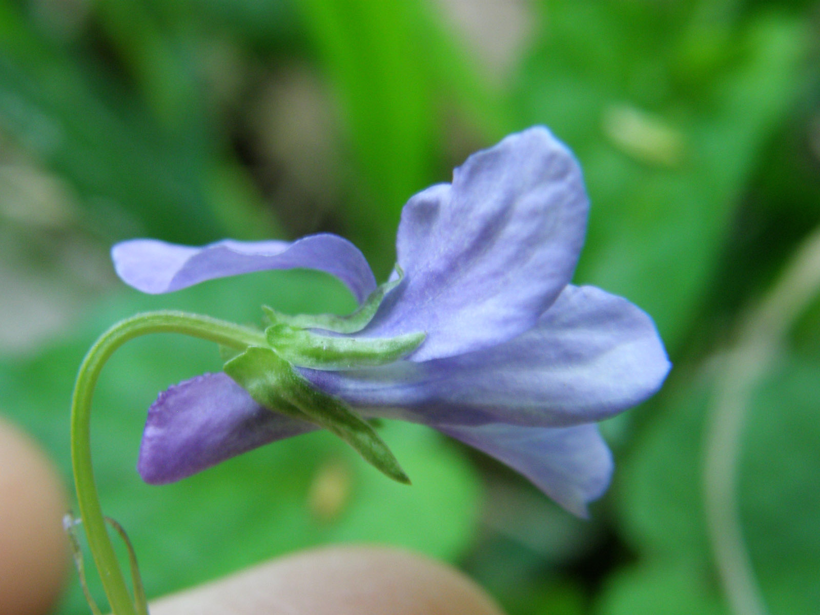 Viola reichenbachiana