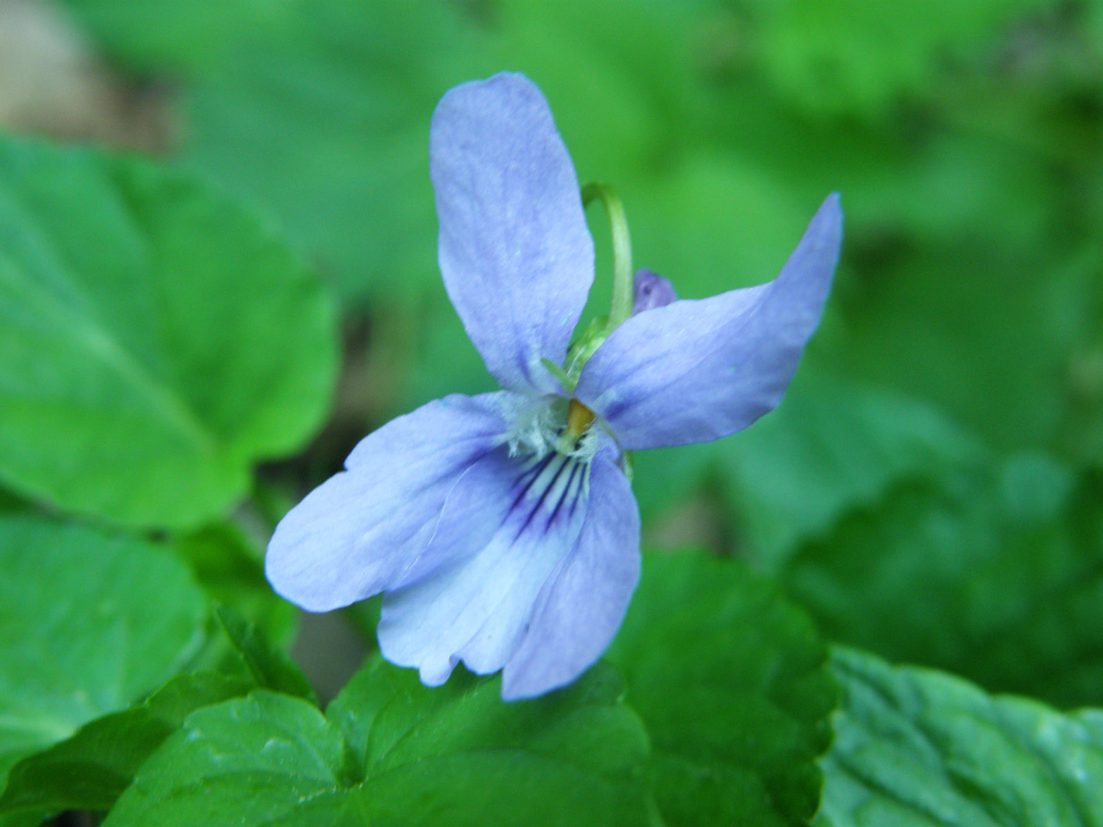 Viola reichenbachiana