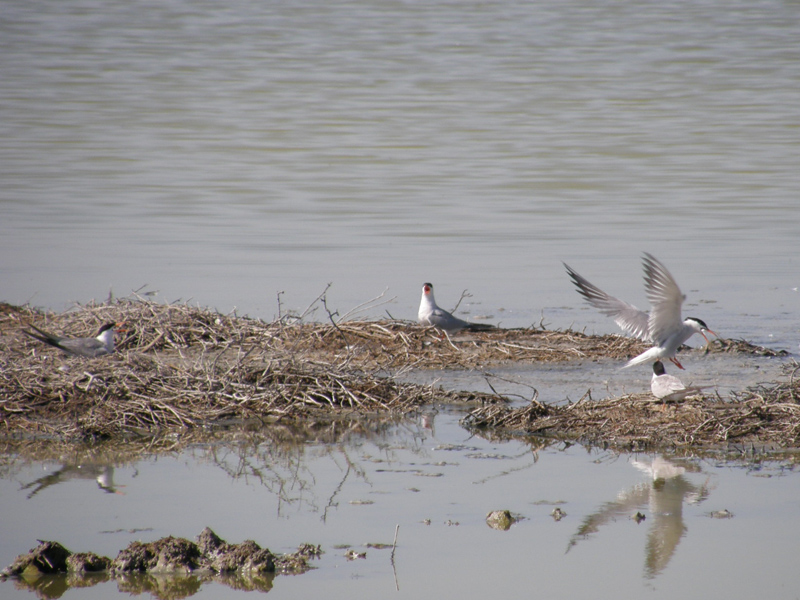 un giro alle saline di Comacchio...