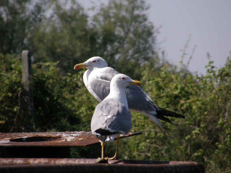 un giro alle saline di Comacchio...