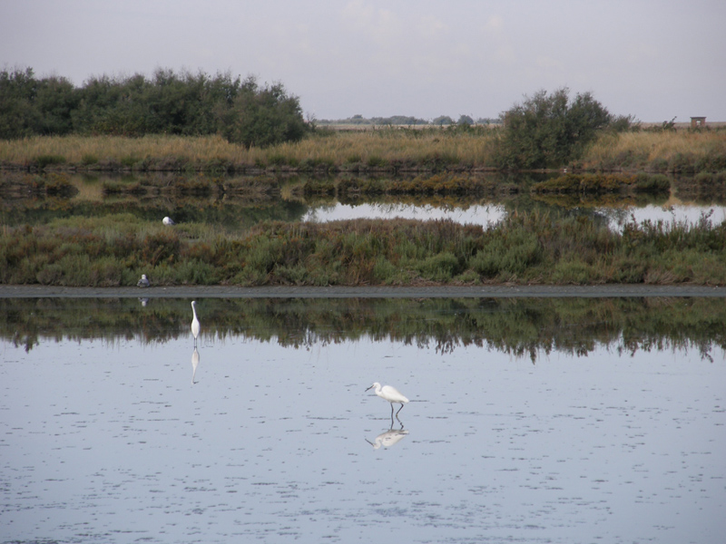 un giro alle saline di Comacchio...