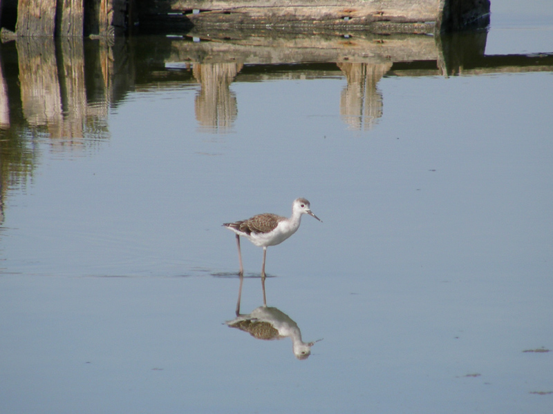 un giro alle saline di Comacchio...