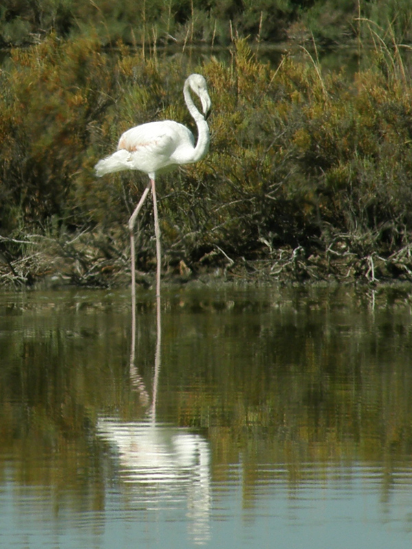 un giro alle saline di Comacchio...