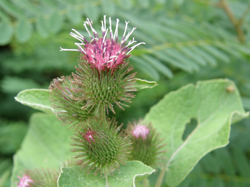 Arctium minus / Bardana minore