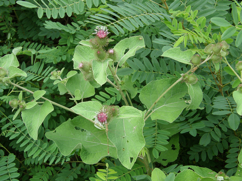 Arctium minus / Bardana minore