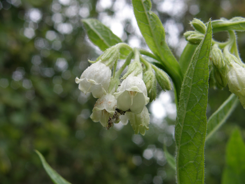 Symphytum officinale