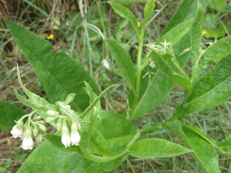 Symphytum officinale