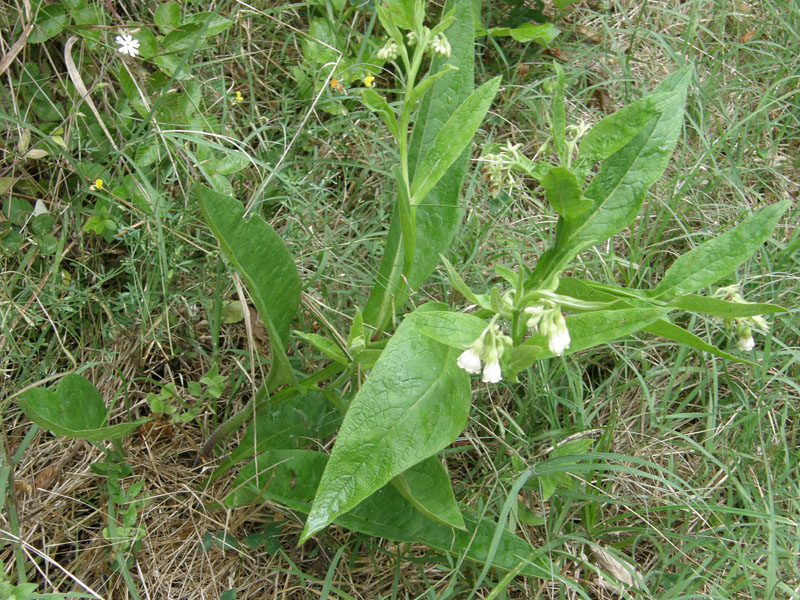 Symphytum officinale