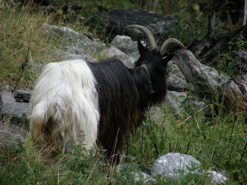 A ognuno il suo SEDERE!