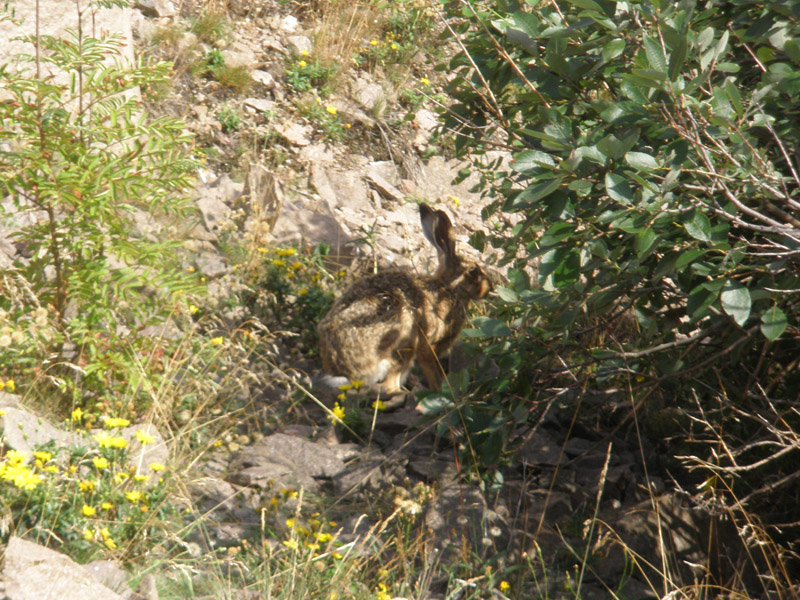 RODITORI E LAGOMORFI SELVATICI