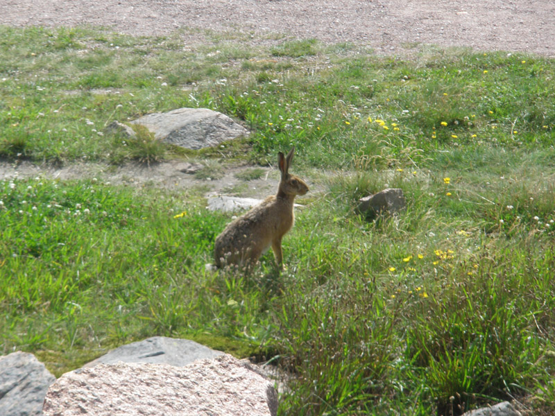 RODITORI E LAGOMORFI SELVATICI