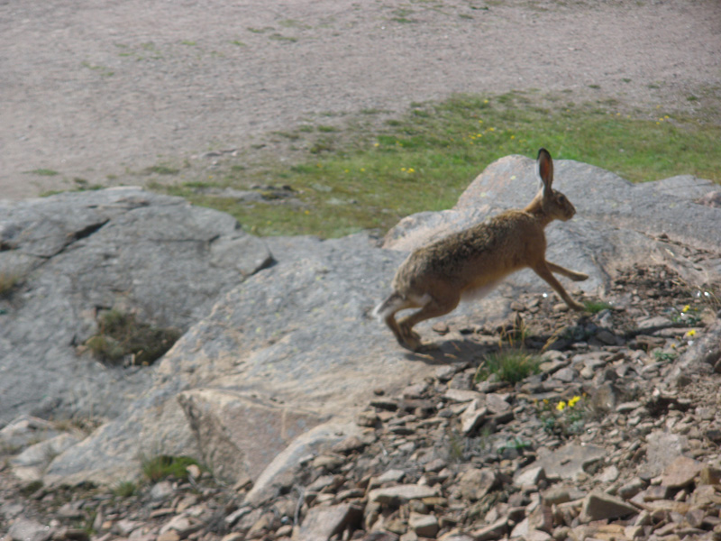 RODITORI E LAGOMORFI SELVATICI