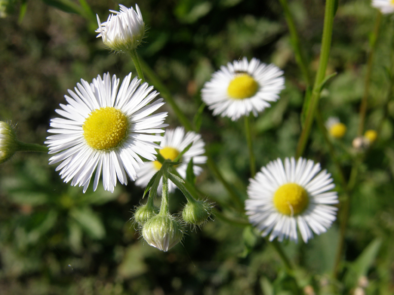 Erigeron annuus