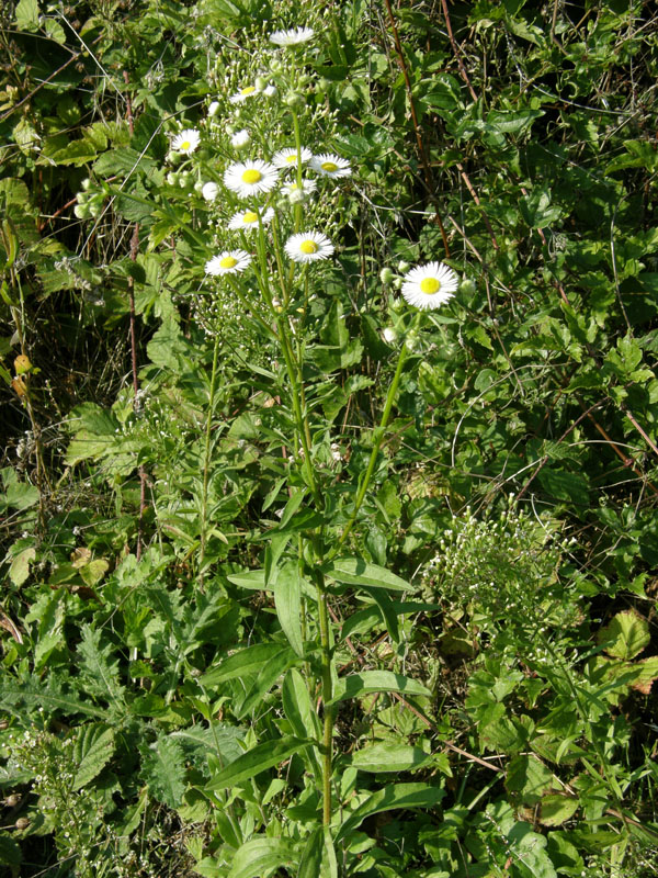 Erigeron annuus