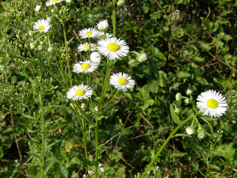 Erigeron annuus