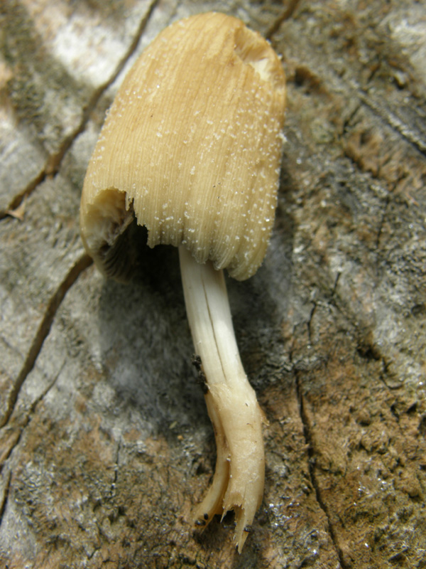 identificazione5 (Coprinellus micaceus)