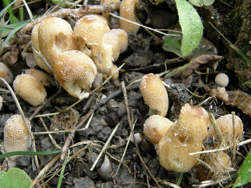 identificazione5 (Coprinellus micaceus)