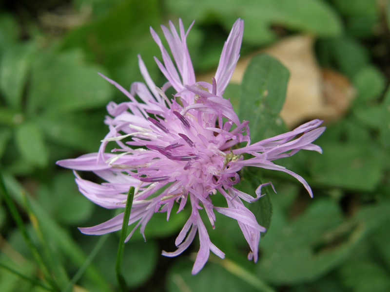 Centaurea nigrescens