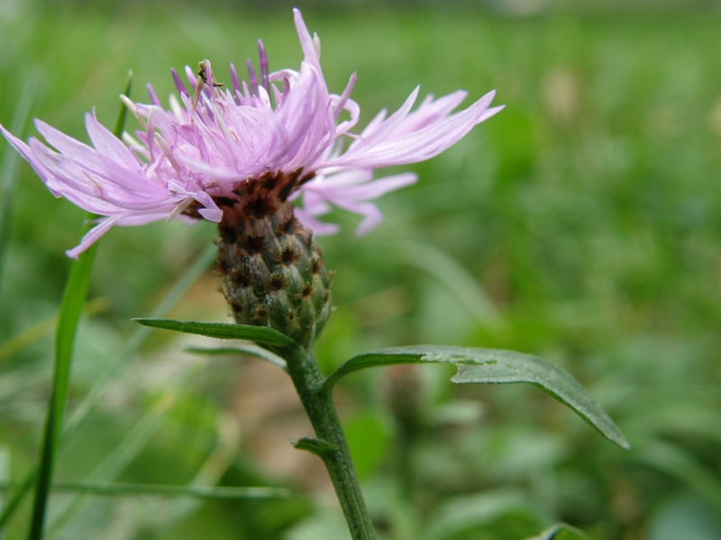 Centaurea nigrescens