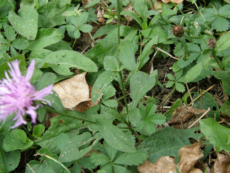 Centaurea nigrescens