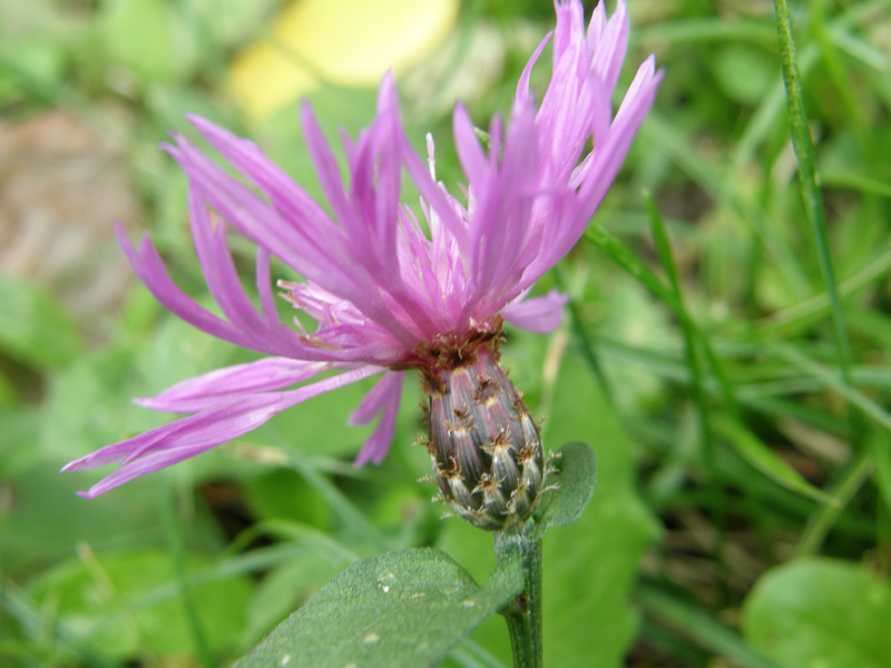 Centaurea nigrescens